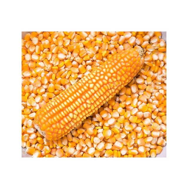 Premium Yellow Maize - Bulk Packaging