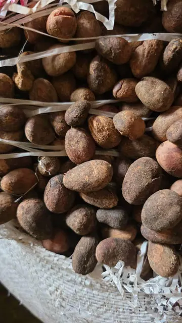 Shea Nuts Close-Up