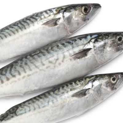 Frozen Pacific Mackerel WR Fish Food - 400g