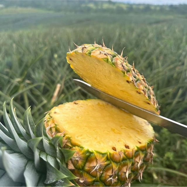 MD2 Golden Pineapple Product