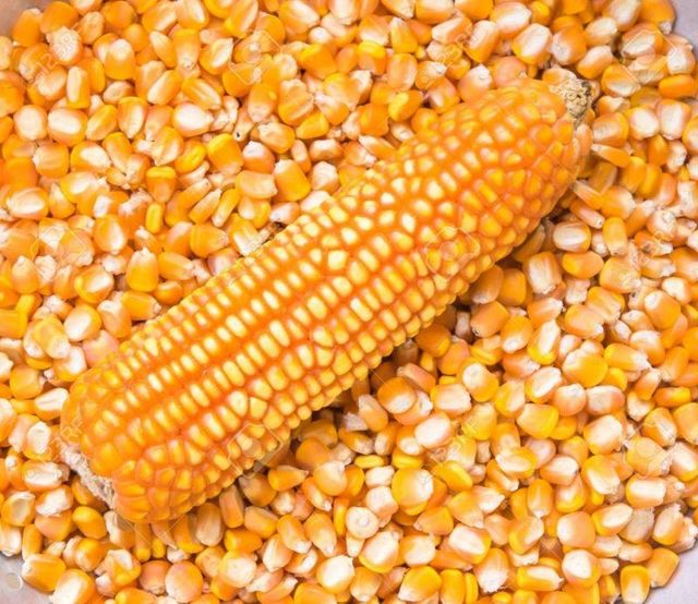 Yellow Corn Image 3