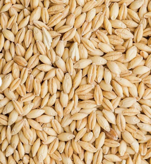 Animal Feed Barley