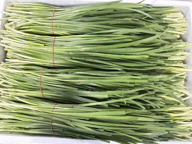 Chive Leaf Product Image 1