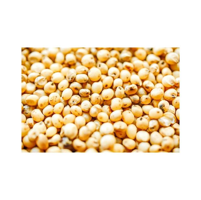 Sorghum Grains - Premium Bulk