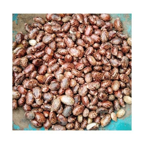 Castor Seeds 2