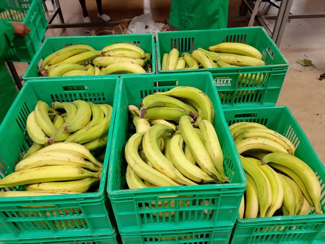 Plantain Product 2