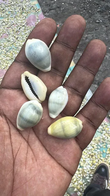Natural cowries on display