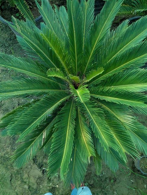 Healthy Sago Palm Plant Displayed Outdoors - Image 3