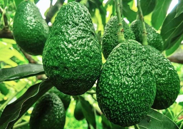 Premium Hass Avocado
