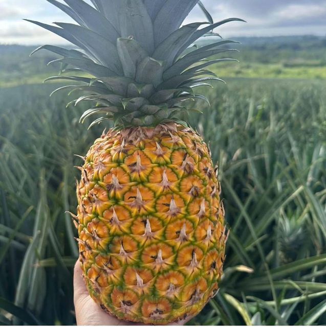 MD2 Golden Pineapple Product