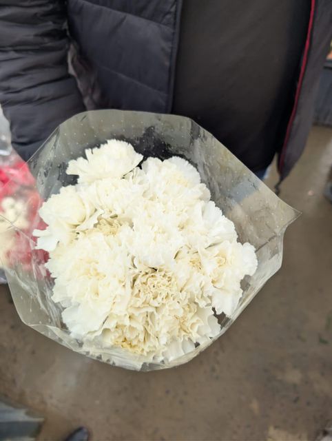 Premium Colombian Carnations 75cm