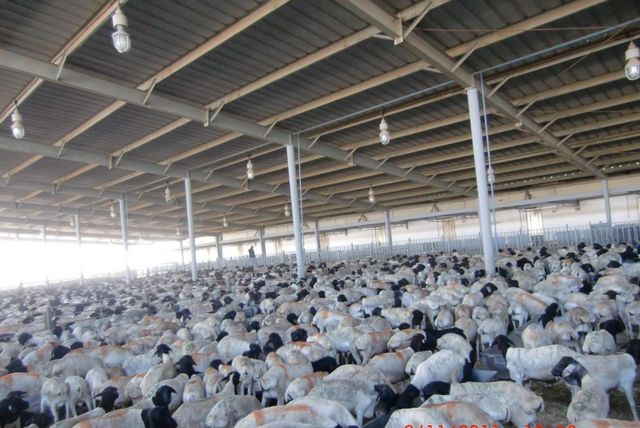 Livestock Product 1