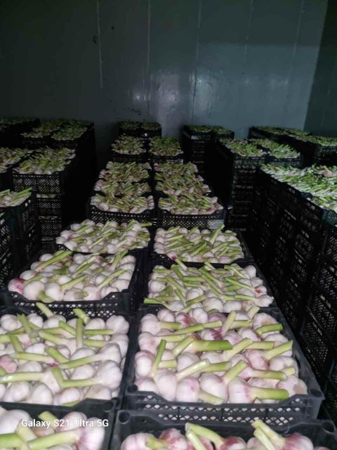 Fresh Garlic