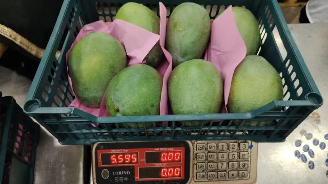 Mango Kit Product Image 3