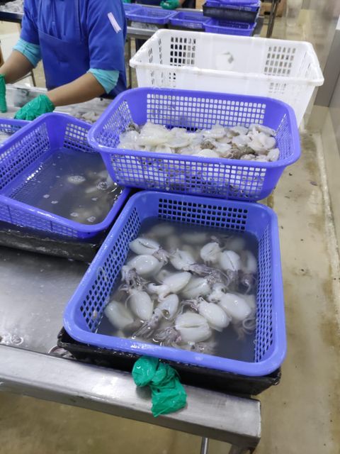 Frozen Baby Cuttlefish Whole Cleaned