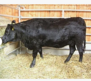 Pregnant Holstein Heifer Cow