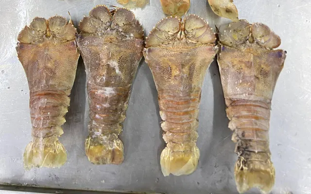Fresh frozen slipper lobsters laid out