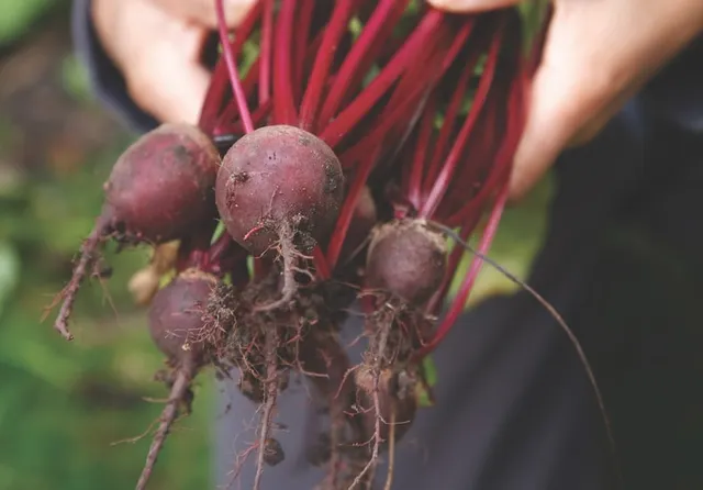 Close-up of fresh red beetroot with roots