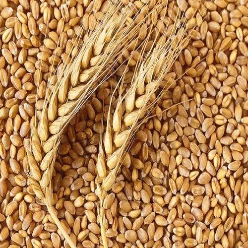 Hard Wheat Grains Image 5