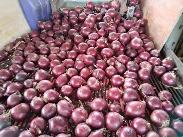White Garlic Clove