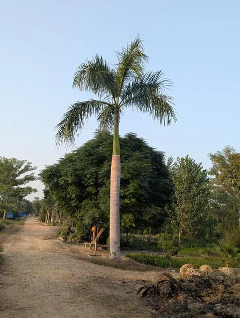 Royal Palm healthy 6 metre tall plant with clear trunk