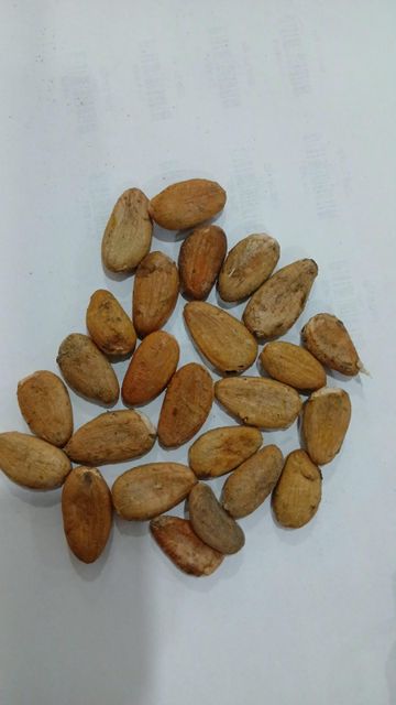 Premium Kakao product packaging