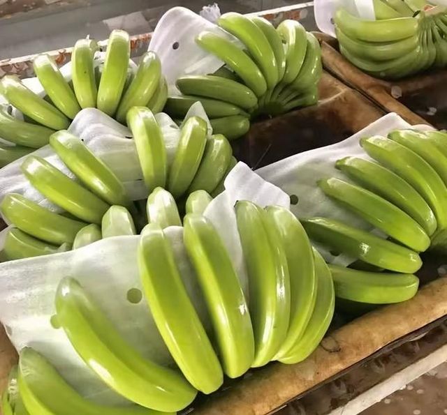 Premium Quality Bananas