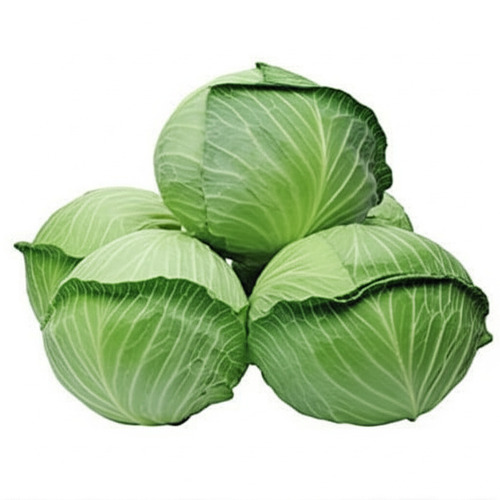Fresh Cabbage Head