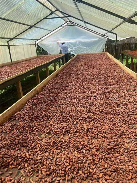 Close view of uniform cocoa beans texture