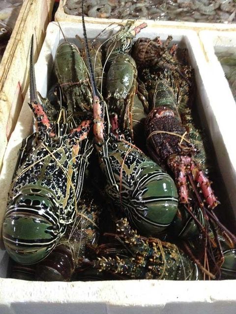 Frozen Whole Lobster