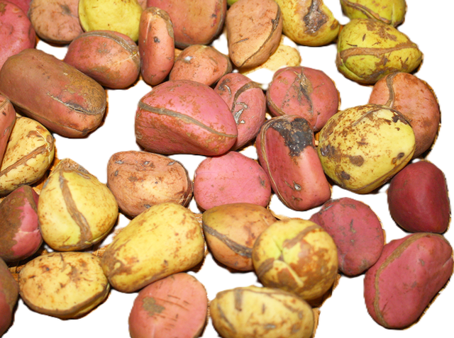 Fresh Red Cola Nuts