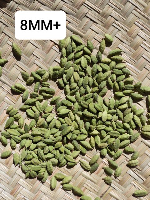 Hand holding green cardamom pods
