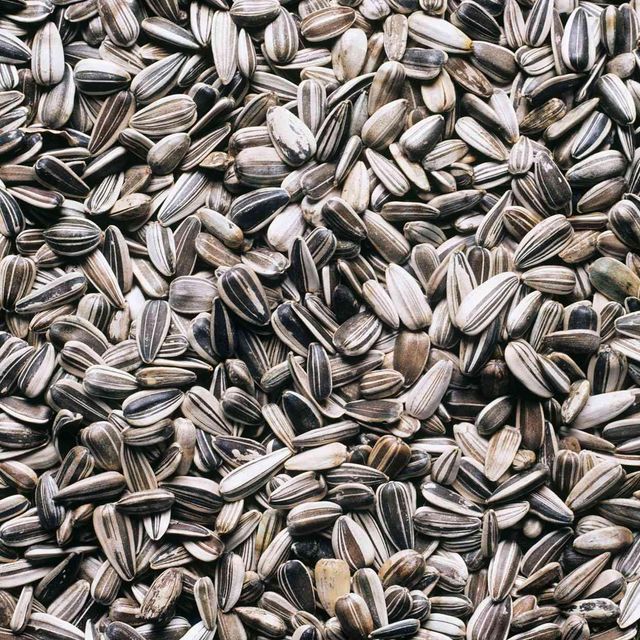 Sunflower Seed in Bulk