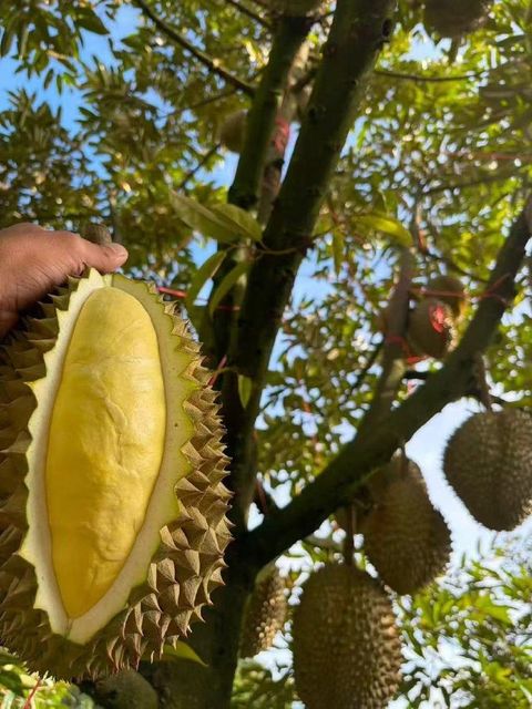 Durian Slice
