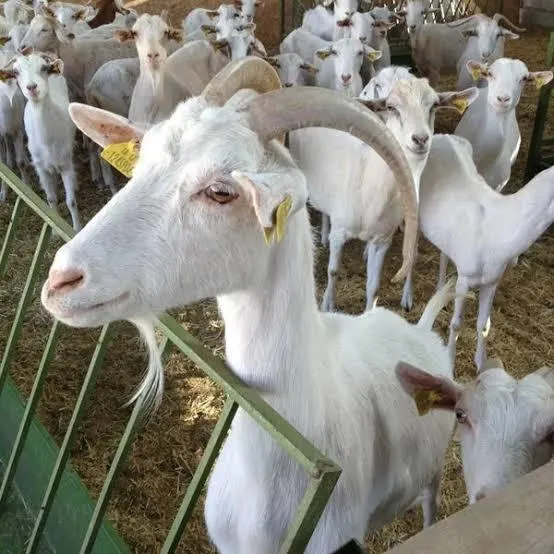 White Saneen Milking Goat close-up with tag