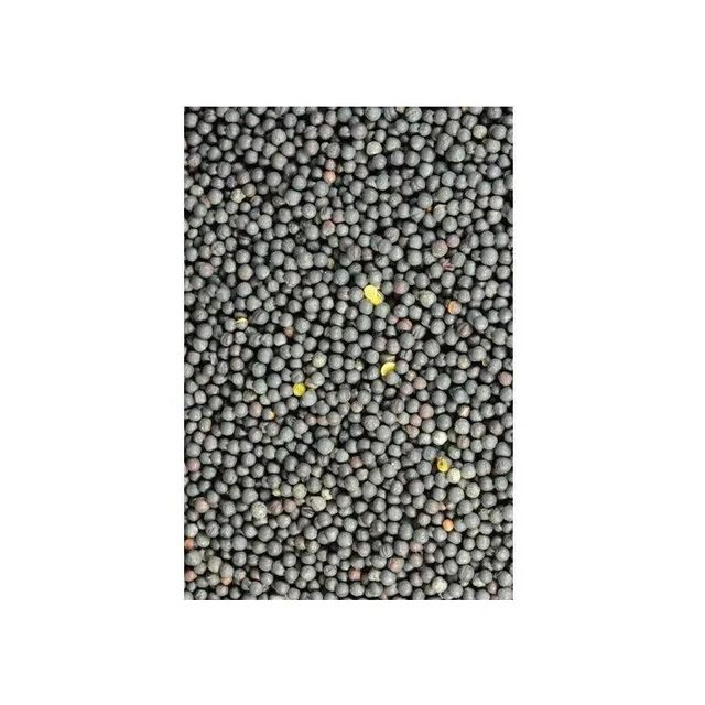 Canola Seeds Image 1