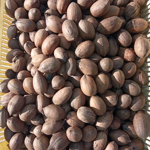 Pecan Nuts Image 3
