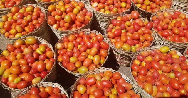 Organic Dehydrated Tomato 1