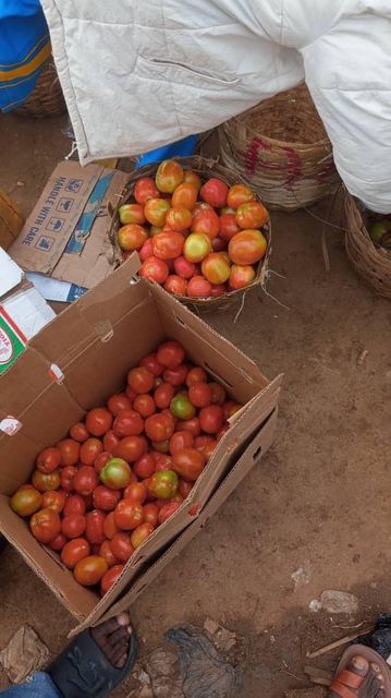 Organic Dehydrated Tomato 2