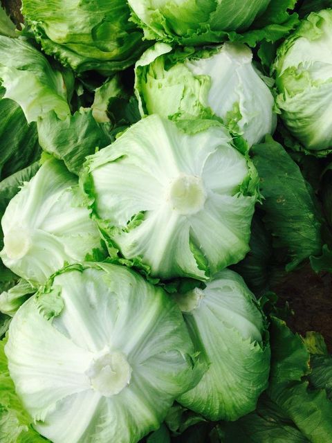 Iceberg Lettuce