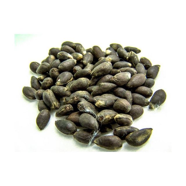 Cotton Seed