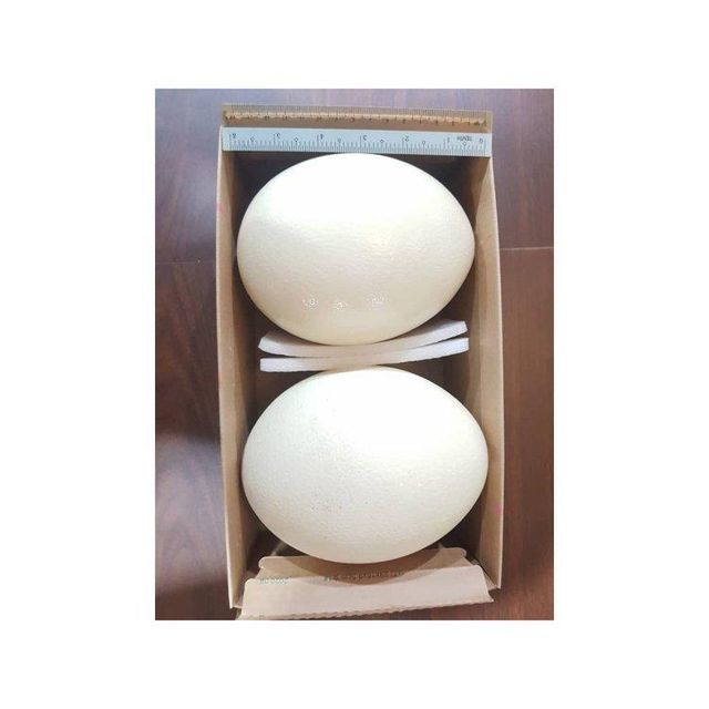 Healthy Brown Ostrich Egg