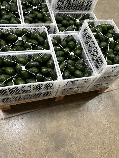 Fresh Hass Avocado