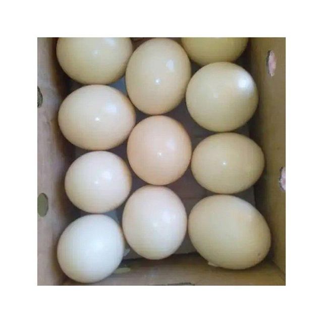 Premium Ostrich Egg Collection