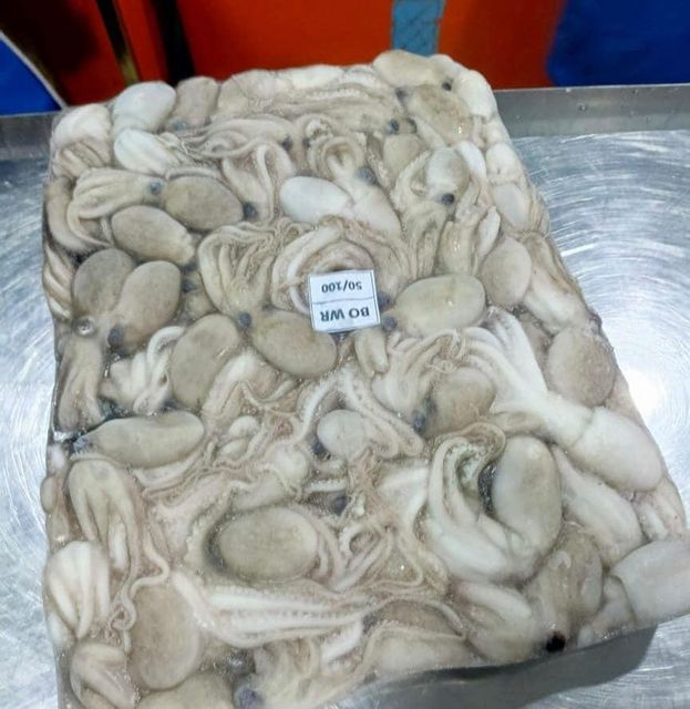 Baby Octopus Product Image 1