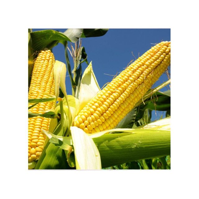 Premium Yellow Corn 3