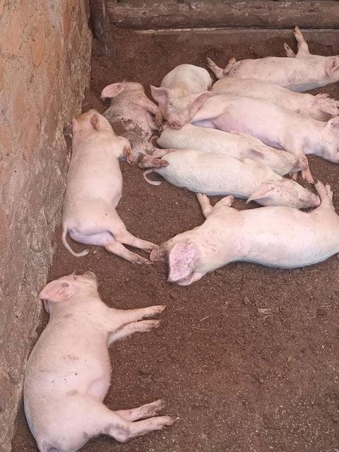 Pig Product