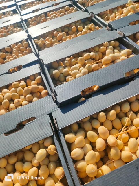 Fresh Barhi Dates cluster