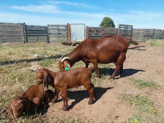 Freshly packaged Boer and Kalahari goat meat