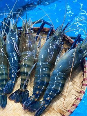 Frozen Whole Lobster